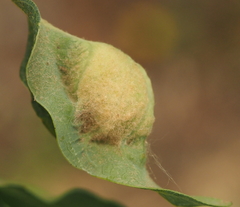 Neuroterus quercicola