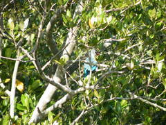 Halcyon senegaloides