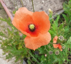 Papaver rhoeas