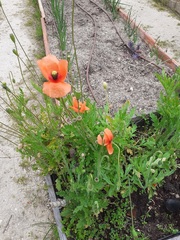 Papaver rhoeas