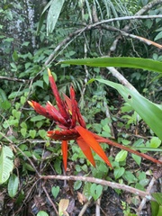 Aechmea tillandsioides