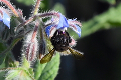 Xylocopa tabaniformis orpifex