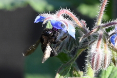 Xylocopa tabaniformis orpifex