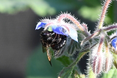 Xylocopa tabaniformis orpifex