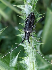 Agapanthia irrorata