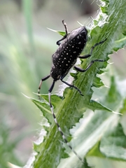 Agapanthia irrorata