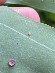 Neuroterus tantulus