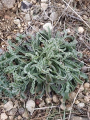 Convolvulus cantabrica