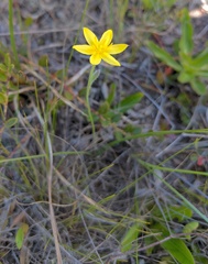 Hypoxis wrightii