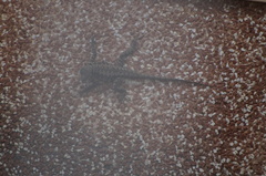 Tropidurus torquatus