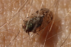 Tachycixius pilosus