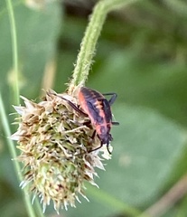 Calocoris nemoralis