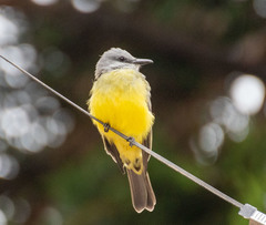 Tyrannus melancholicus
