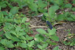 Melanchroia chephise