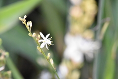 Chlorophytum comosum
