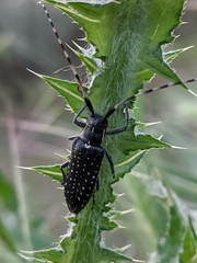 Agapanthia irrorata