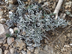 Convolvulus holosericeus