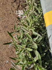 Kalanchoe × houghtonii