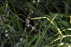Chlorophytum comosum