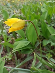 Tulipa sylvestris biebersteiniana
