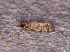 Amydria margoriella