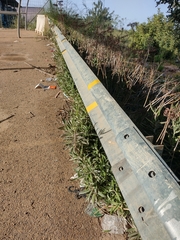 Kalanchoe × houghtonii