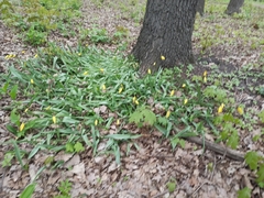 Tulipa sylvestris biebersteiniana