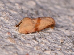 Cochylis caulocatax