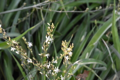 Chlorophytum comosum
