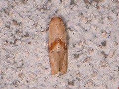 Cochylis caulocatax