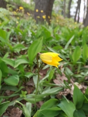 Tulipa sylvestris biebersteiniana