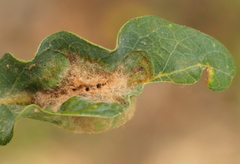 Neuroterus quercicola