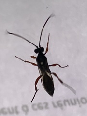 Diphyus quadripunctorius
