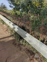 Kalanchoe × houghtonii