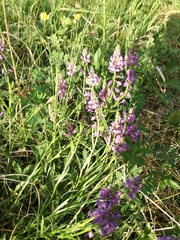 Polygala major