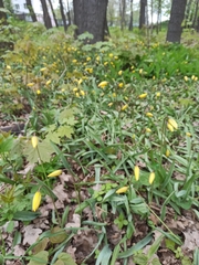 Tulipa sylvestris biebersteiniana