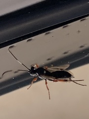 Diphyus quadripunctorius