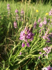 Polygala major