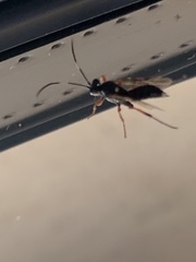 Diphyus quadripunctorius