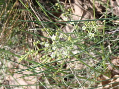 Thesium divaricatum