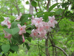 Weigela hortensis