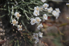 Achillea ketenoglui