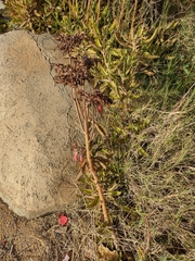 Kalanchoe × houghtonii