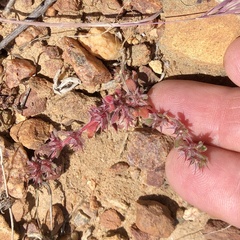Chorizanthe polygonoides