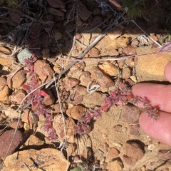 Chorizanthe polygonoides