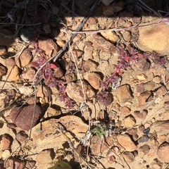 Chorizanthe polygonoides