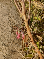 Kalanchoe × houghtonii