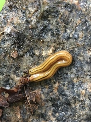 Diversibipalium multilineatum