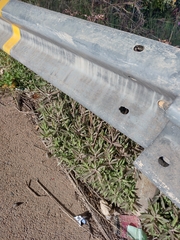 Kalanchoe × houghtonii