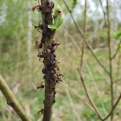 Pterocomma salicis